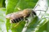 Andrena sp.